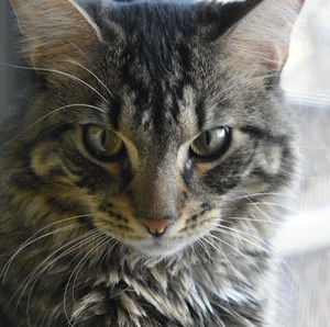 Meet your Posher, Ambar